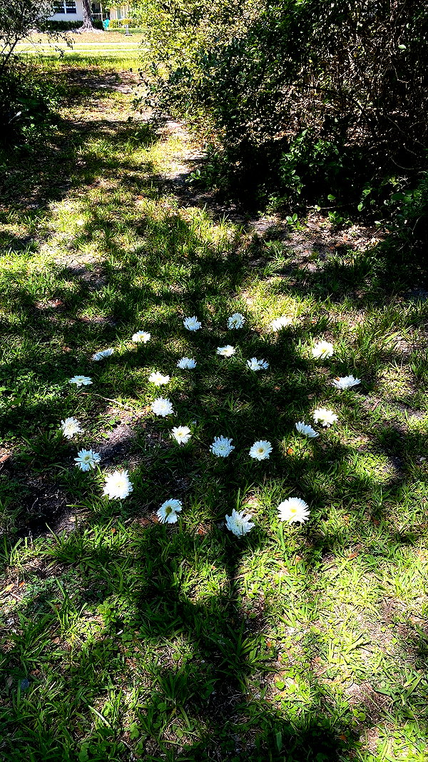 teakitten_ teakitten_ archive image