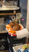 _kybelle Altpins Profile Picture