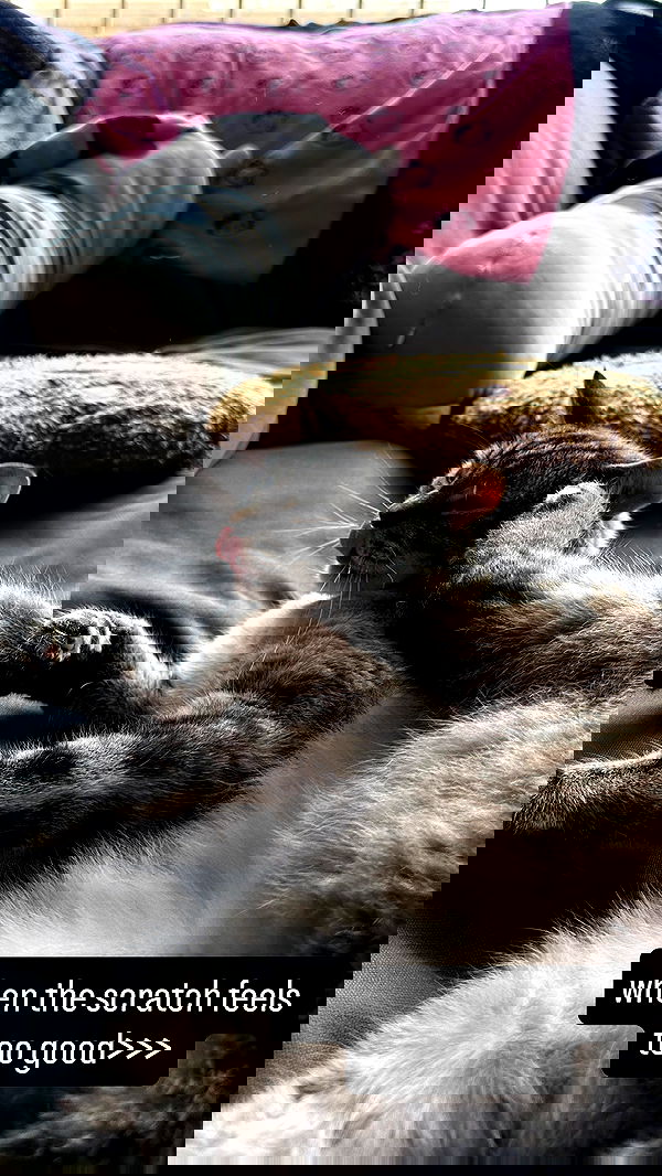 suikomuu suikomuu archive image