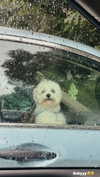 pia__kim Altpins Profile Picture