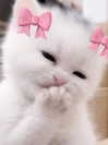 angelmeghann Altpins Profile Picture
