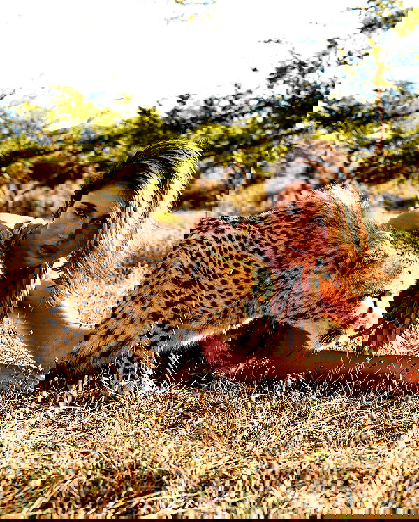 taylor.creeden taylor.creeden archive image