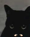 firedancer121 Altpins Profile Picture