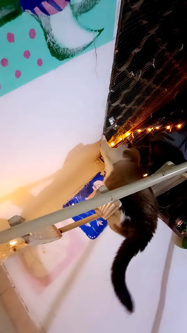 moonyyyya moonyyyya archive image