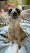 dante_yangpa Altpins Profile Picture