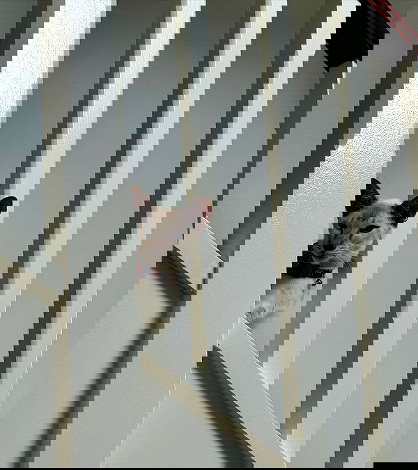 jtilb2 image ~ Altpins