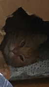 hoodifruit Altpins Profile Picture