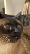 laluzone Altpins Profile Picture
