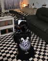 ge.more_x Altpins Profile Picture