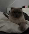 drowsylio Altpins Profile Picture