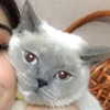 owlydiaa Altpins Profile Picture