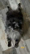 nina.kxs Altpins Profile Picture