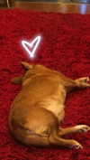 bat.wiings Altpins Profile Picture