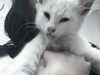hav_oku Altpins Profile Picture