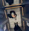 gisellelee8 Altpins Profile Picture