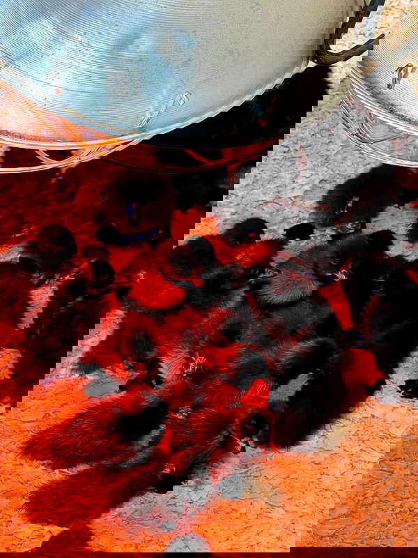 carolinezalog carolinezalog archive image