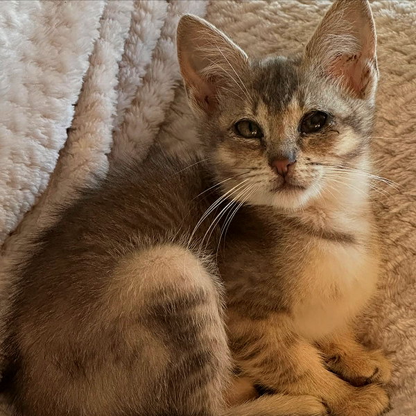 nicoescarlete instagram image archive image