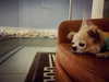 alexandradaddario Altpins Profile Picture