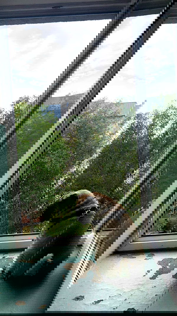 nyityam nyityam archive image