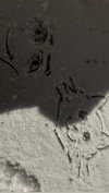 cellow111 Altpins Profile Picture
