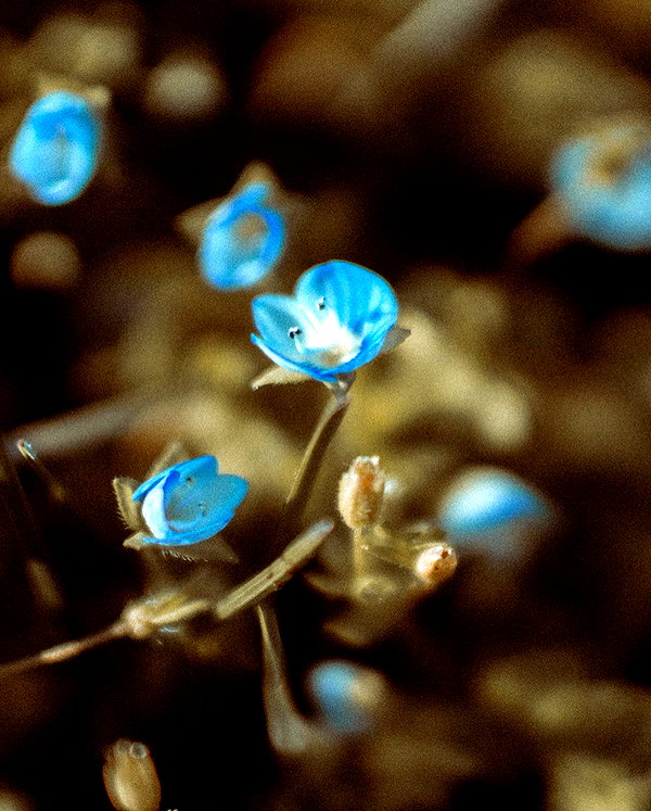 hallucineon instagram image archive image