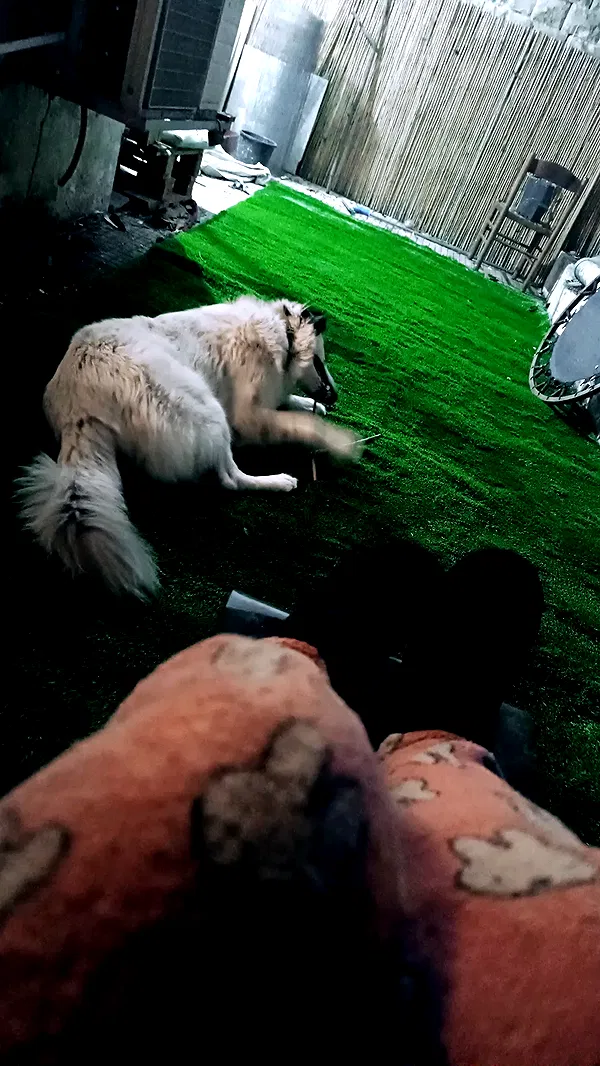 moonyyyya moonyyyya archive image