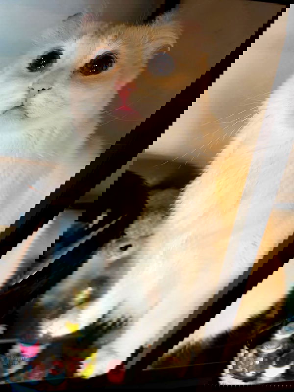 silkton image ~ Altpins