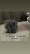 babynympho_archive Altpins Profile Picture