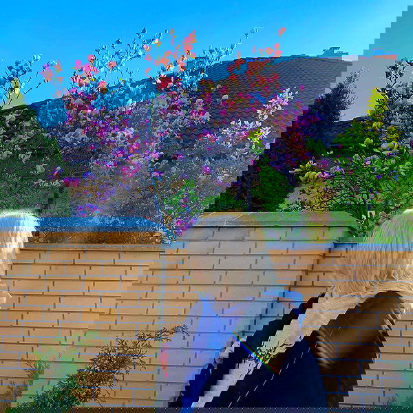 annfigmax image ~ Altpins