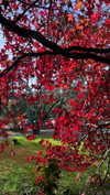 katrina.zaiceva Altpins Profile Picture