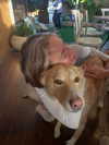 roni_ackerman Altpins Profile Picture