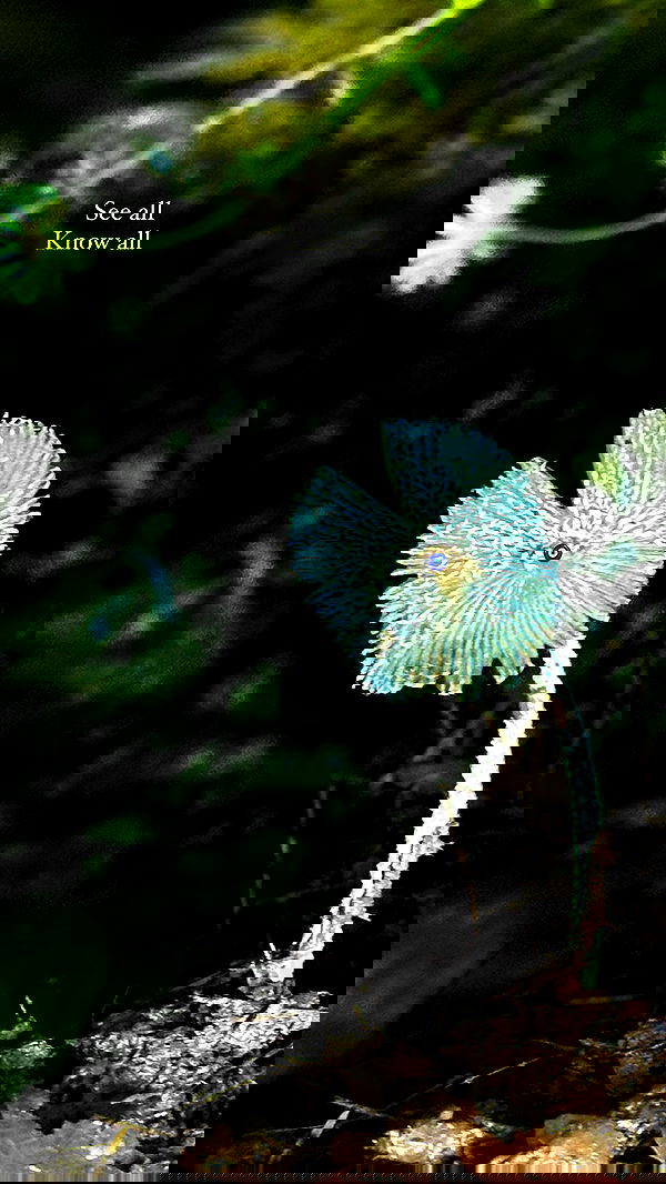 taylor.creeden taylor.creeden archive image