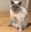 owlydiaa Altpins Profile Picture