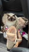 leni.bahr Altpins Profile Picture