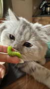 f4iryybl00d Altpins Profile Picture