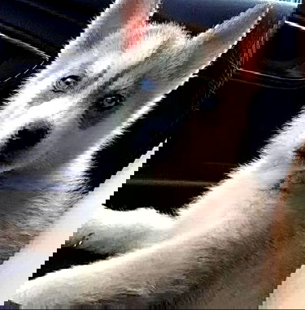 shir.davida6 shir.davida6 archive image