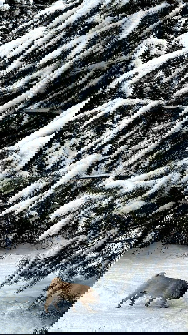 nyityam nyityam archive image