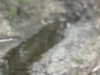 kimberr_0000 Altpins Profile Picture