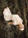ch111oe Altpins Profile Picture