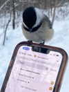 maiden_lifts Altpins Profile Picture
