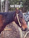 aseynat0r Altpins Profile Picture