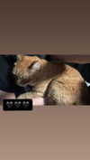 butter.on.a.poptart69 Altpins Profile Picture