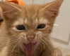owlydiaa Altpins Profile Picture