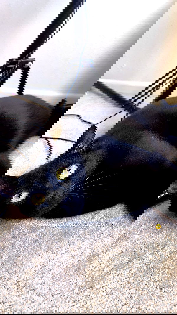 suikomuu suikomuu archive image