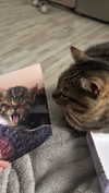 rott3nbambi Altpins Profile Picture