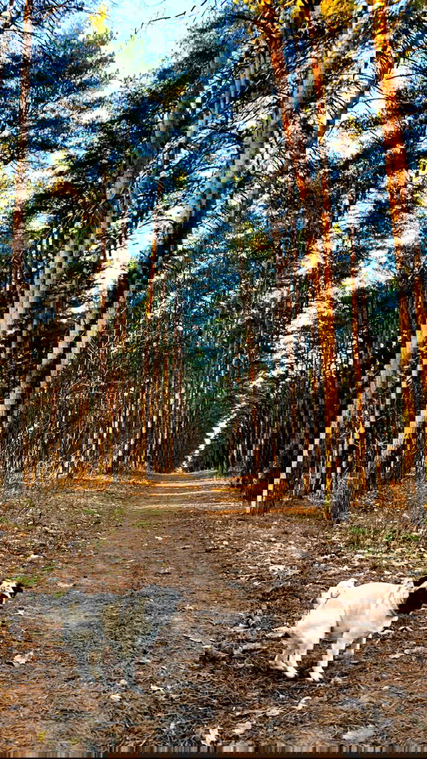 nyityam nyityam archive image