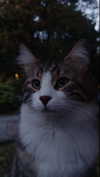 eceebayraktr Altpins Profile Picture
