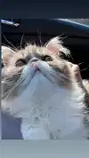 mirekyarahire Altpins Profile Picture