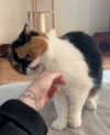 mewisa Altpins Profile Picture