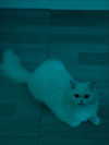 barbie_vampi Altpins Profile Picture